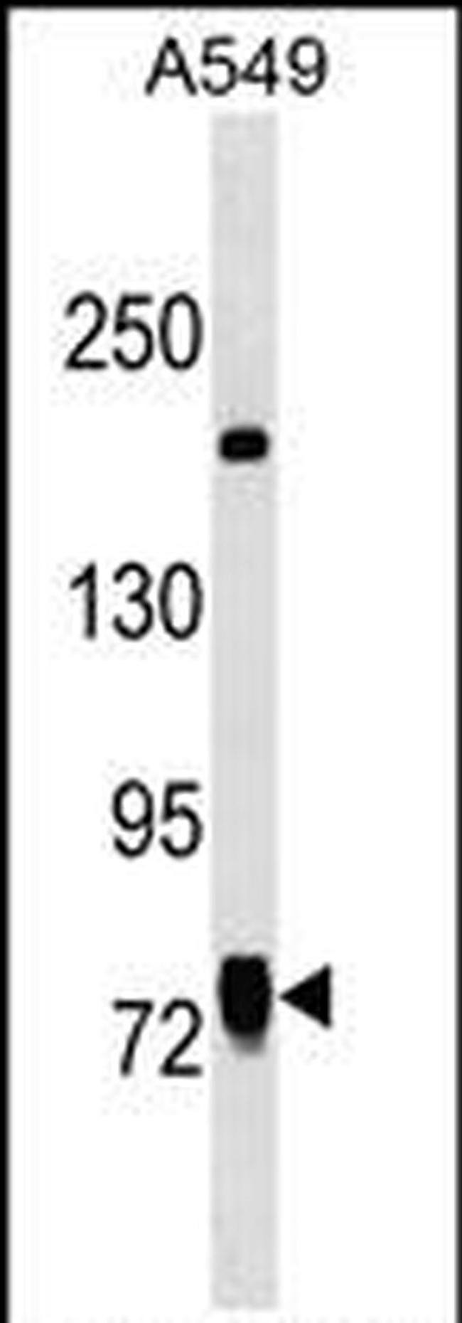 LINS Antibody in Western Blot (WB)