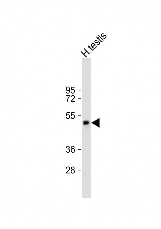SPATA21 Antibody in Western Blot (WB)