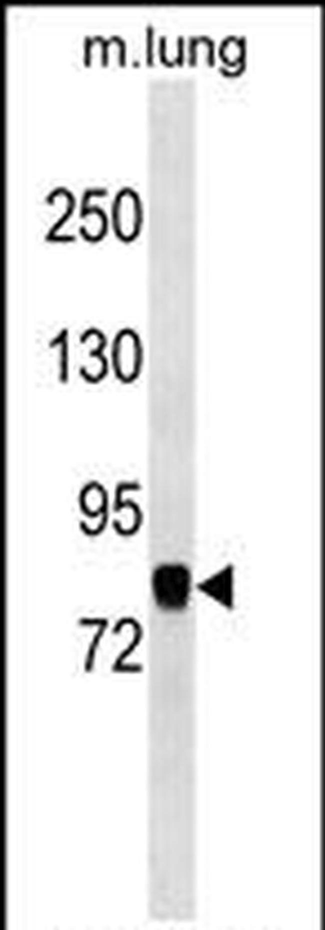 COG7 Antibody in Western Blot (WB)