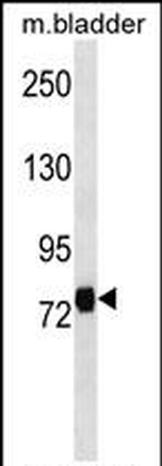 LRRC4C Antibody in Western Blot (WB)