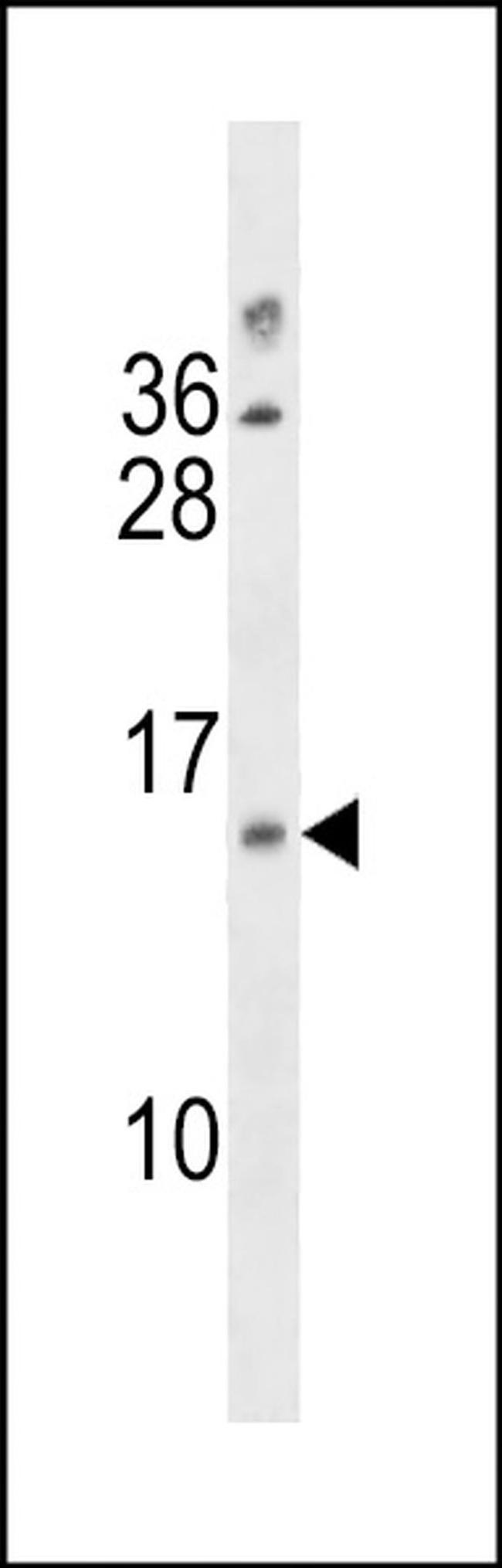 LIMS3 Antibody in Western Blot (WB)