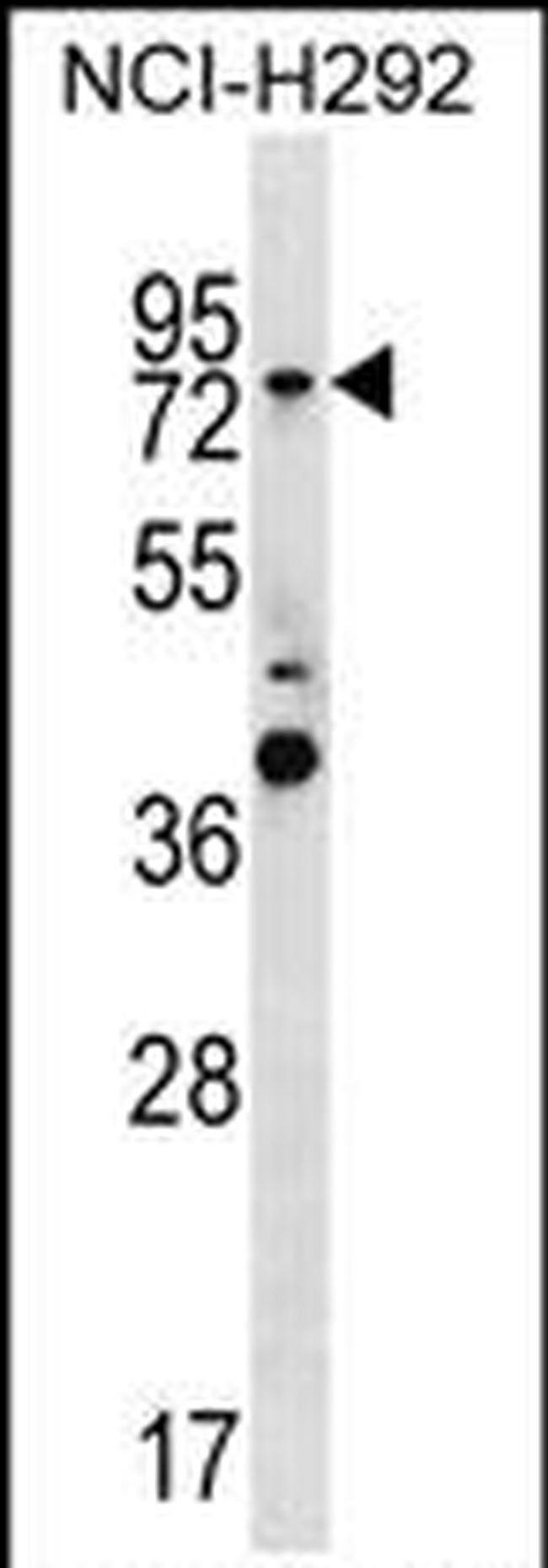 GTPBP1 Antibody in Western Blot (WB)