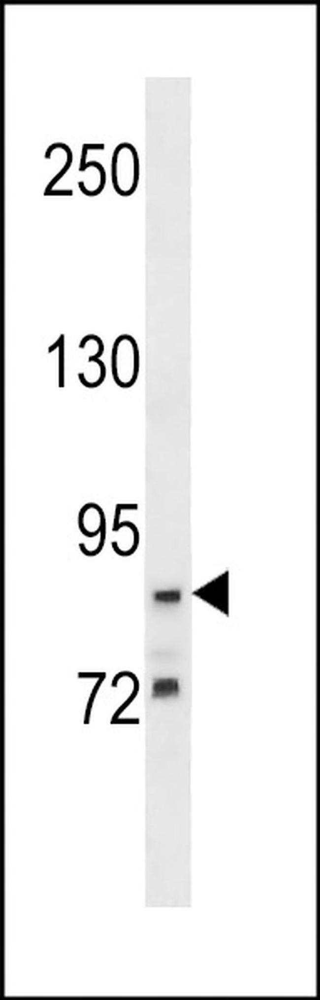 G2E3 Antibody in Western Blot (WB)