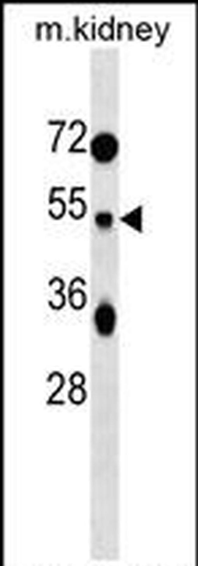 TUFT1 Antibody in Western Blot (WB)