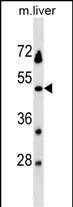 PRSS54 Antibody in Western Blot (WB)