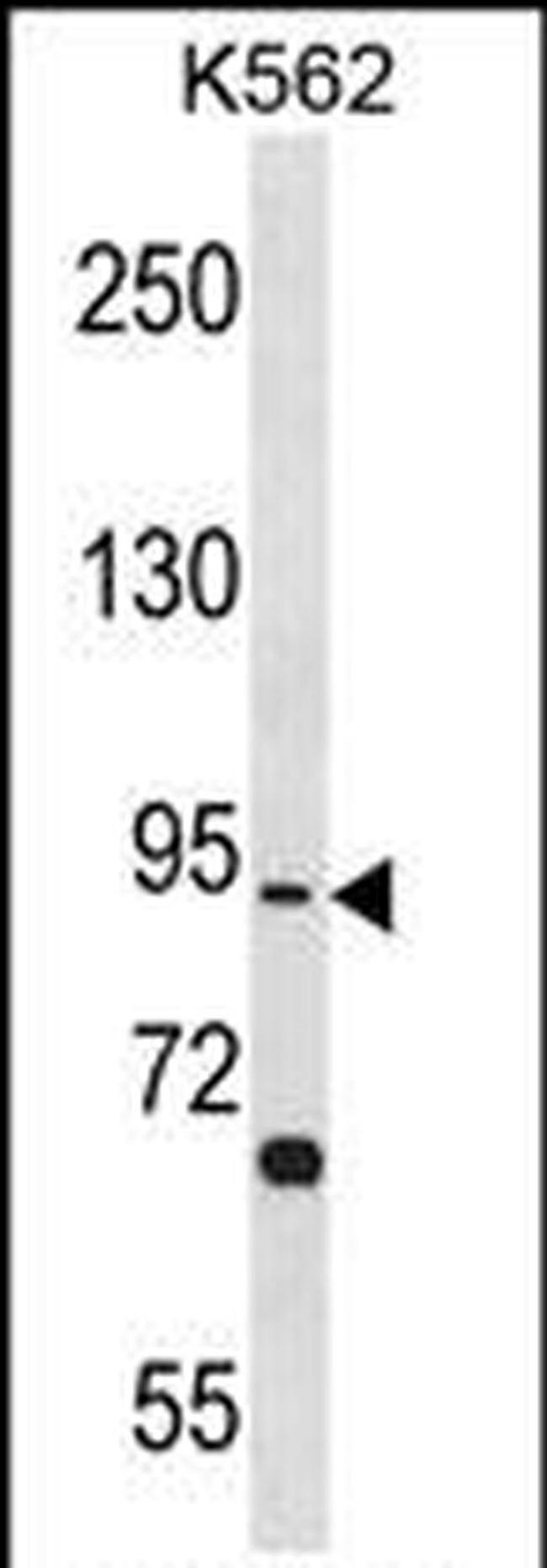 TSGA10 Antibody in Western Blot (WB)