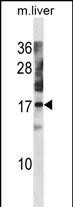 NXT1 Antibody in Western Blot (WB)