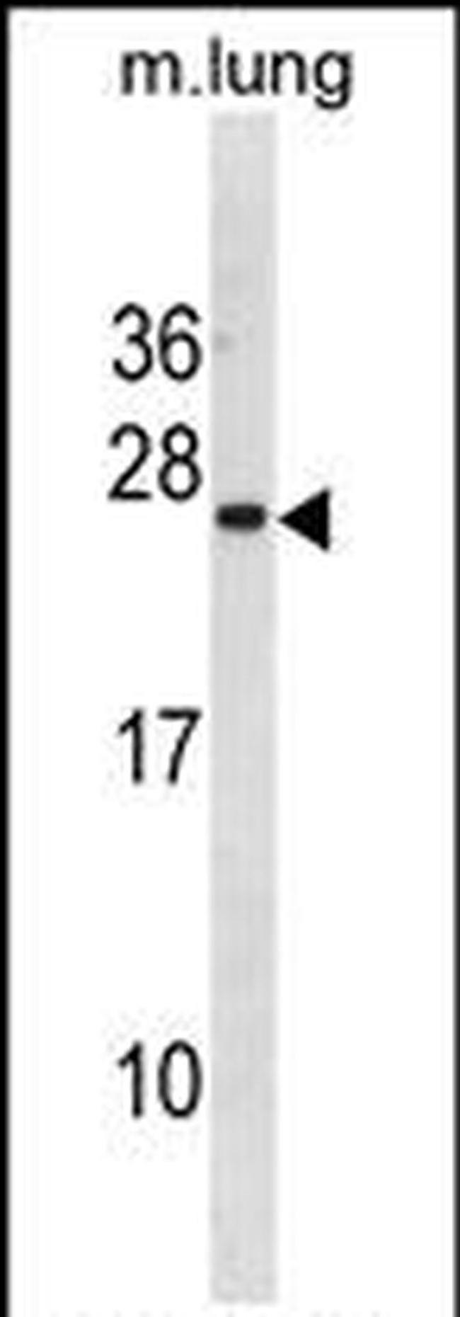 ISCU Antibody in Western Blot (WB)