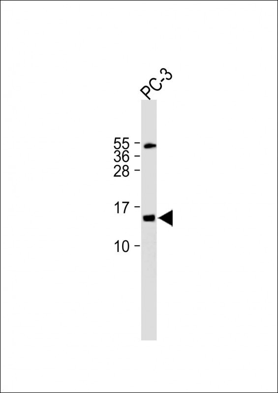 FUNDC2 Antibody in Western Blot (WB)