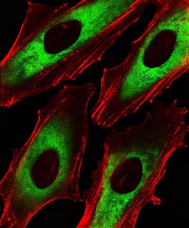 EEF1B2 Antibody in Immunocytochemistry (ICC/IF)