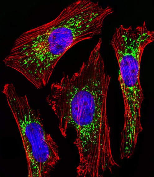 Cytochrome C1 Antibody in Immunocytochemistry (ICC/IF)