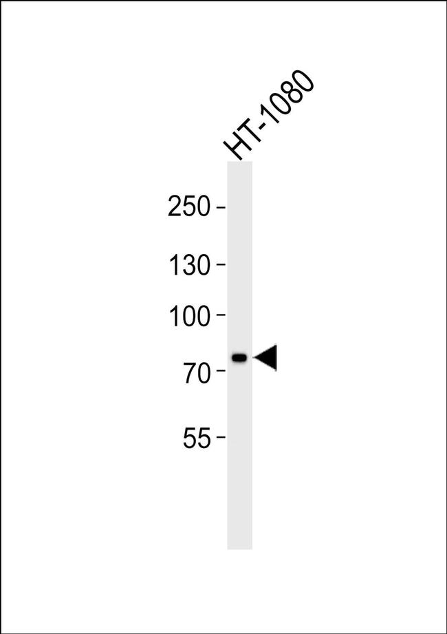 RAP80 Antibody in Western Blot (WB)