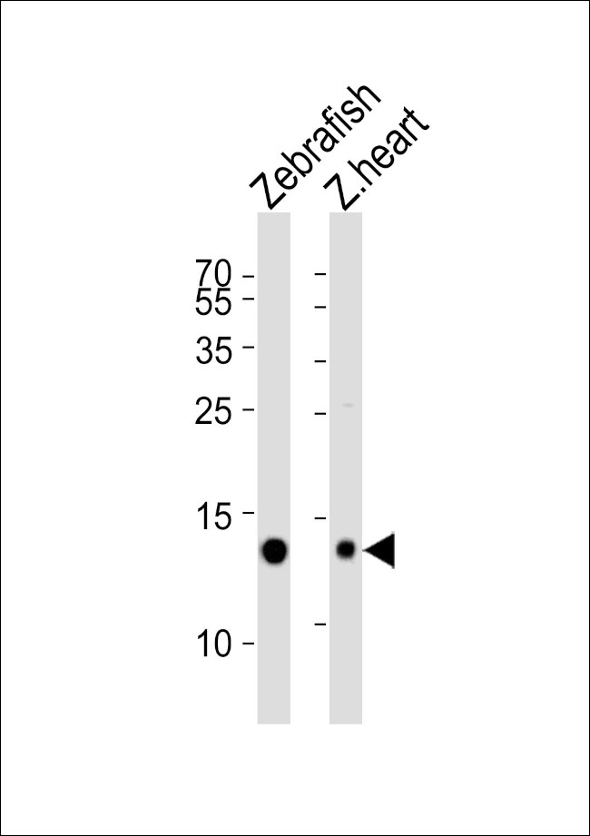 FABP10A Antibody in Western Blot (WB)