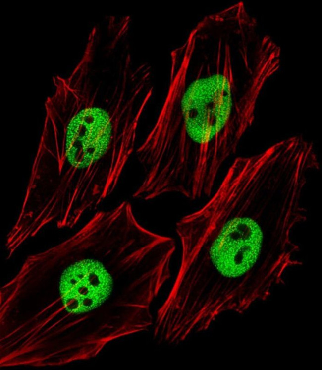 TRIM24 Antibody in Immunocytochemistry (ICC/IF)