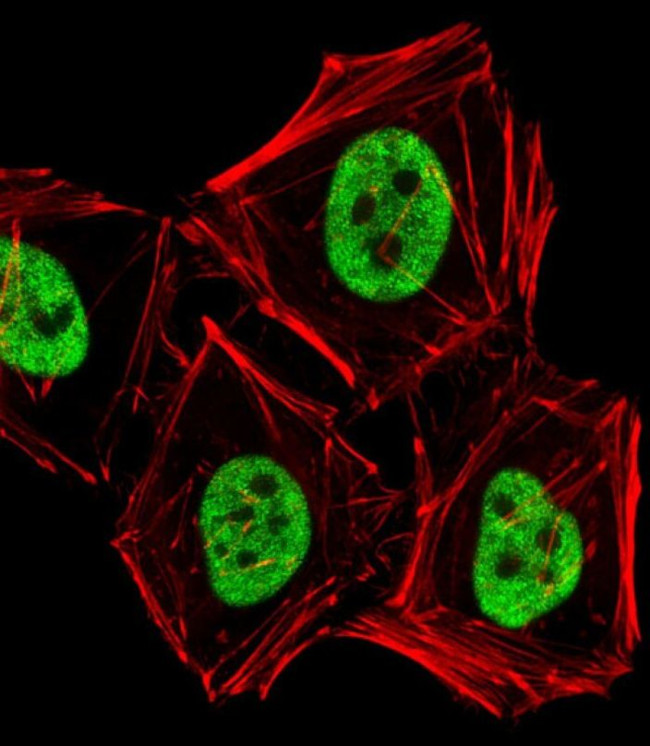 PCGF6 Antibody in Immunocytochemistry (ICC/IF)