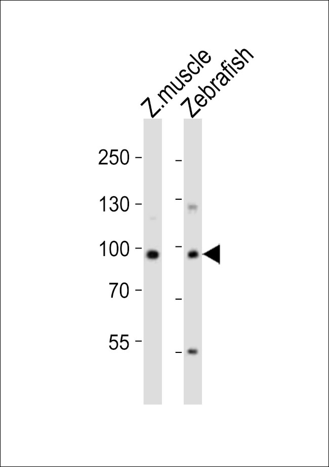 USP13 Antibody in Western Blot (WB)