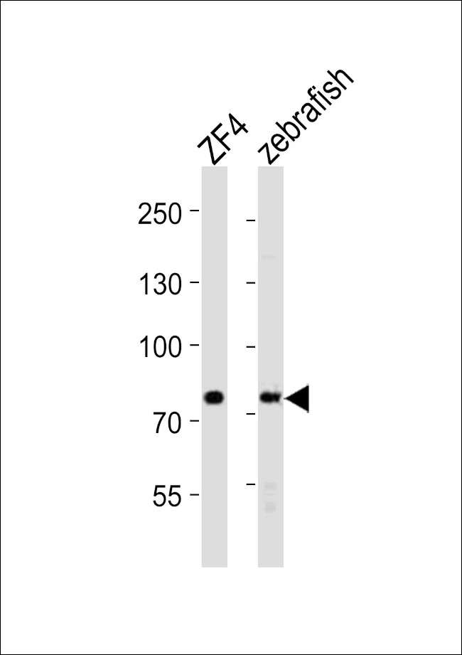 MTMR14 Antibody in Western Blot (WB)