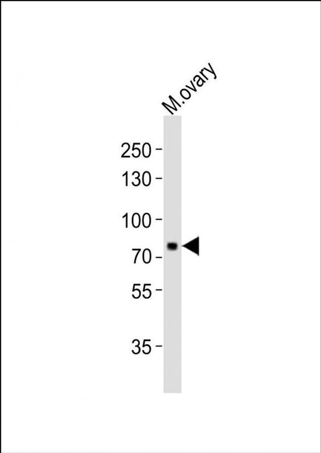 MELK Antibody in Western Blot (WB)