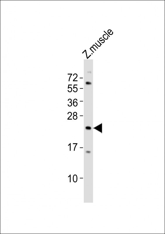 TMEM208 Antibody in Western Blot (WB)