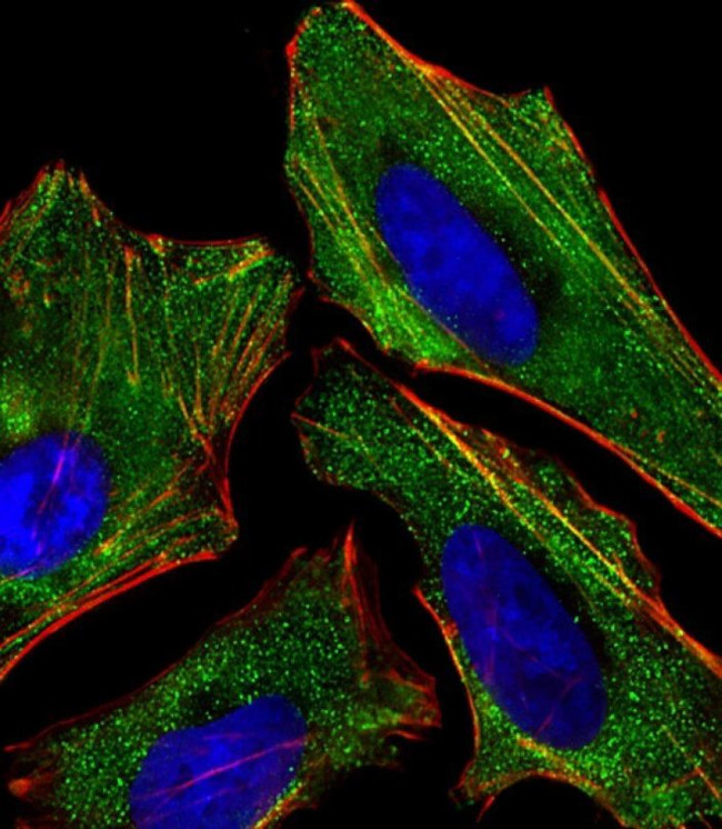KISS1 Antibody in Immunocytochemistry (ICC/IF)