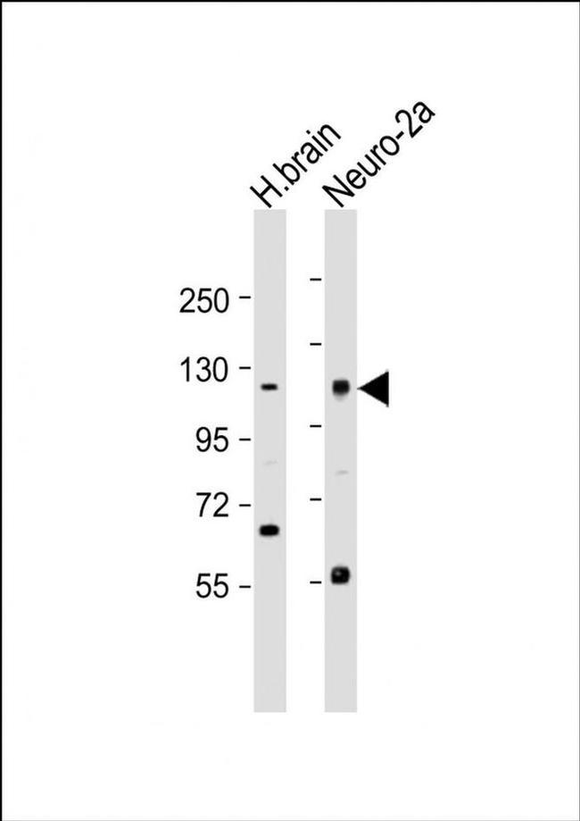 NELL1 Antibody in Western Blot (WB)