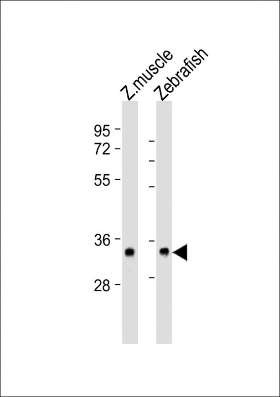 S1PR2 Antibody in Western Blot (WB)