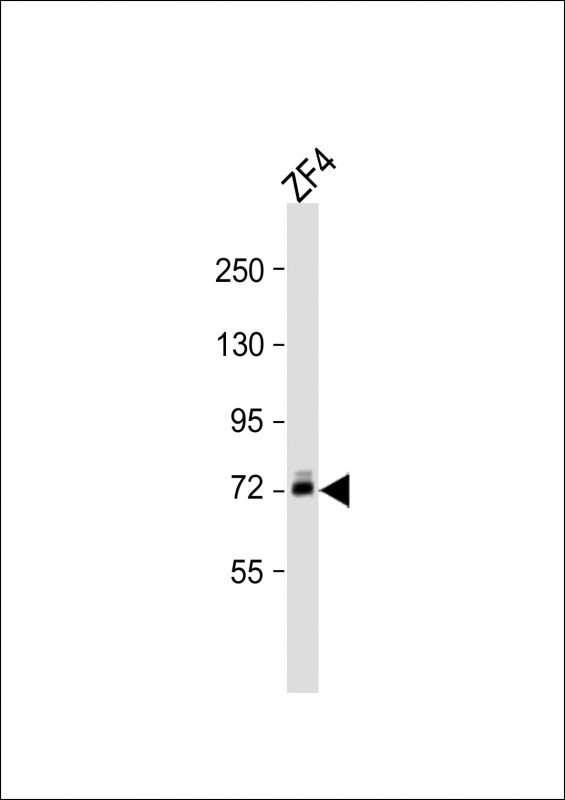 DLC Antibody in Western Blot (WB)
