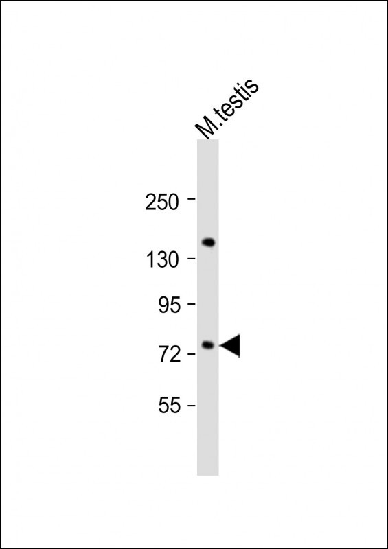 FLYWCH1 Antibody in Western Blot (WB)