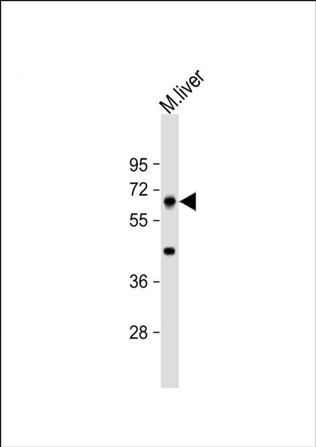PRODH Antibody in Western Blot (WB)