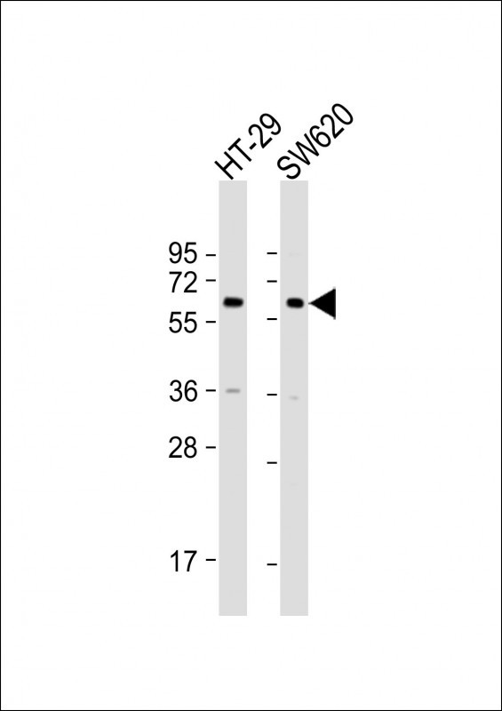 CHRM3 Antibody in Western Blot (WB)