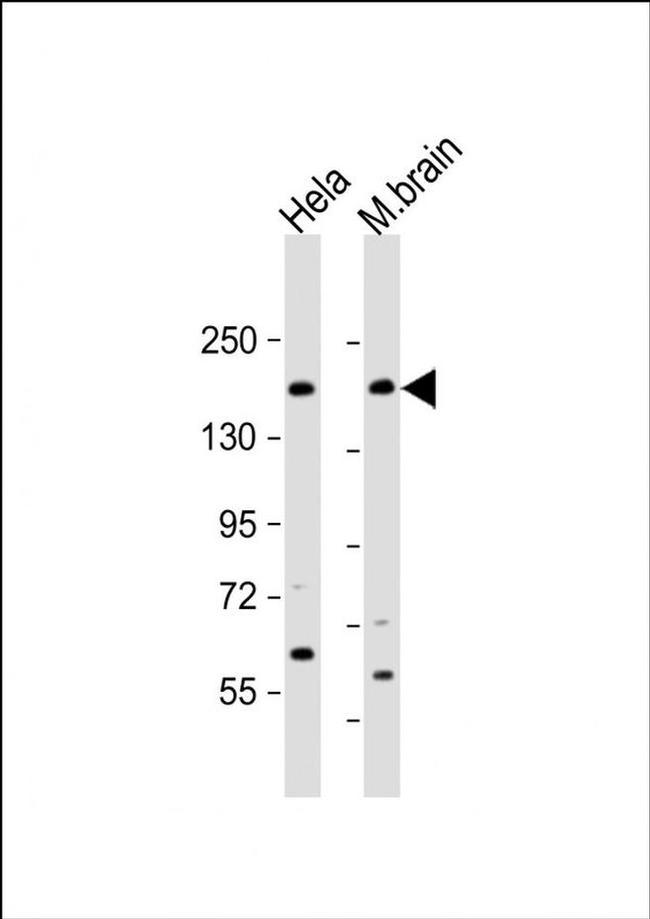 NISCH Antibody in Western Blot (WB)