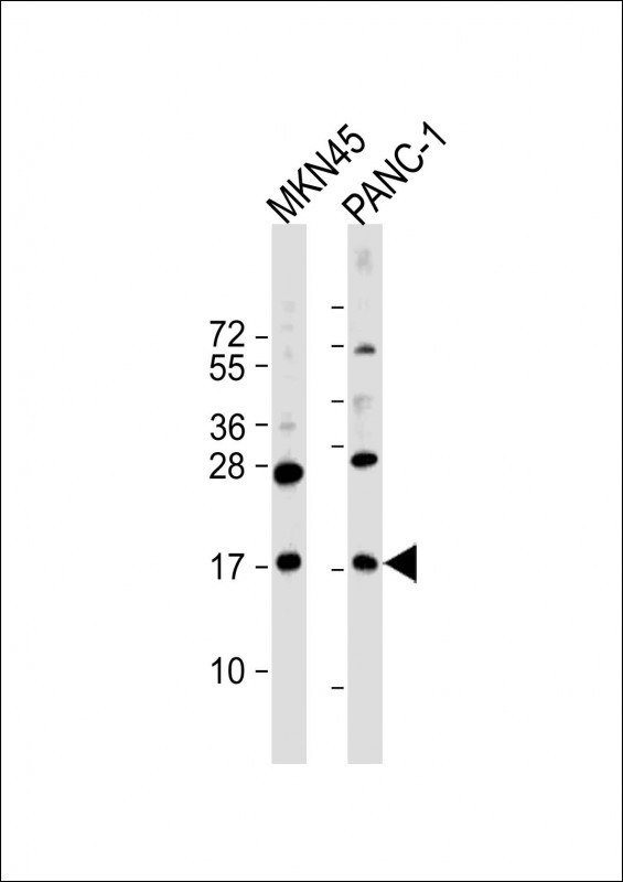 FAM159B Antibody in Western Blot (WB)
