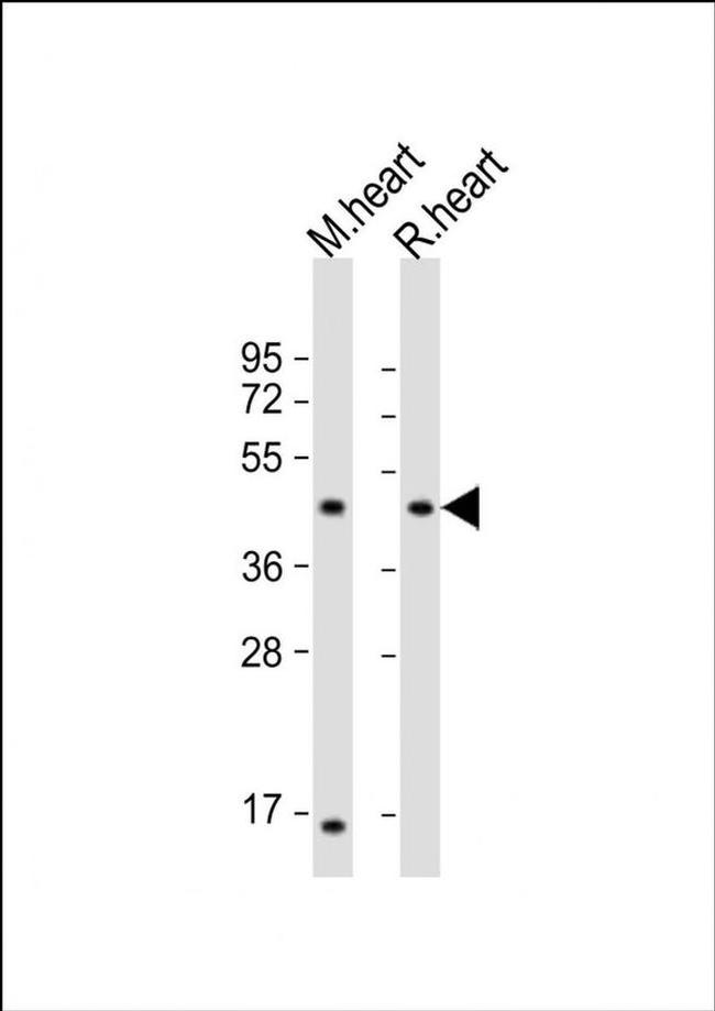LIAS Antibody in Western Blot (WB)
