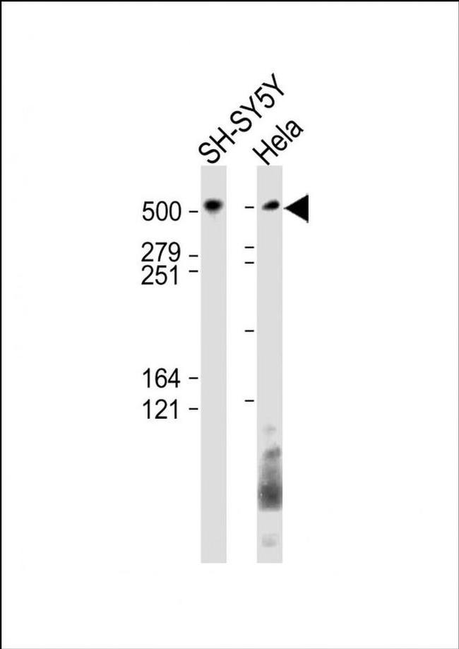 BRUCE Antibody in Western Blot (WB)