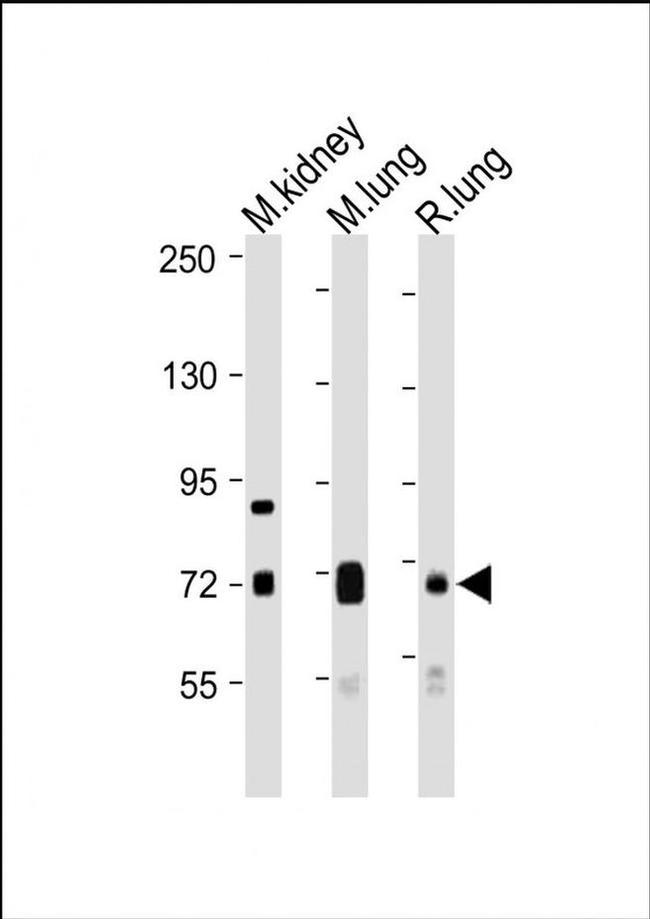 DLL4 Antibody in Western Blot (WB)