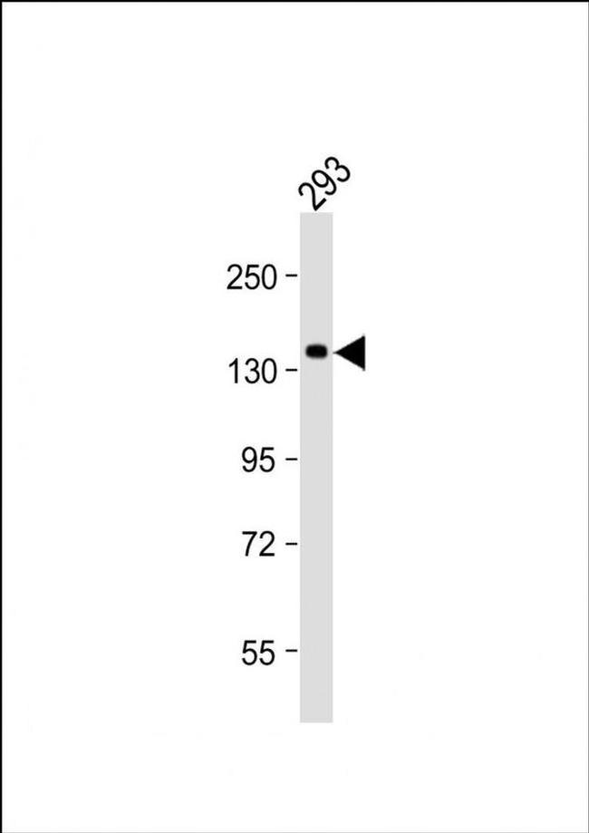 SEC24B Antibody in Western Blot (WB)