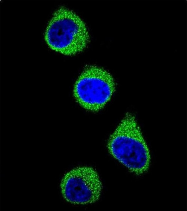 MTHFD1 Antibody in Immunocytochemistry (ICC/IF)