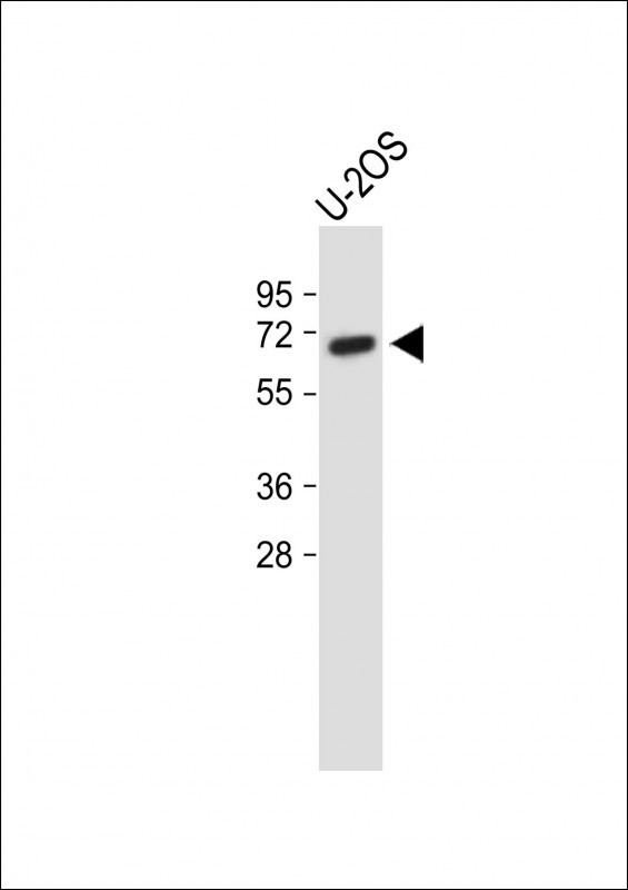 Glypican 4 Antibody in Western Blot (WB)