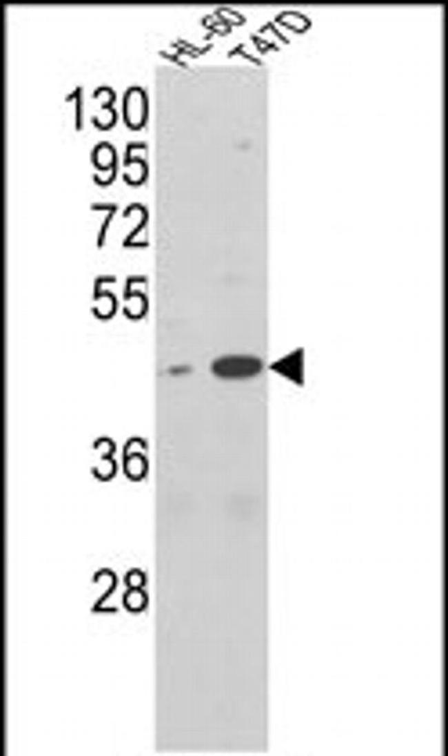 AHA1 Antibody in Western Blot (WB)