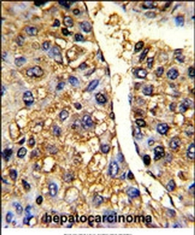 TUFM Antibody in Immunohistochemistry (IHC)