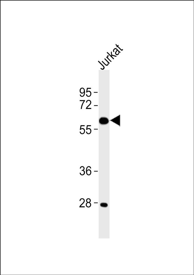 CYP4X1 Antibody in Western Blot (WB)