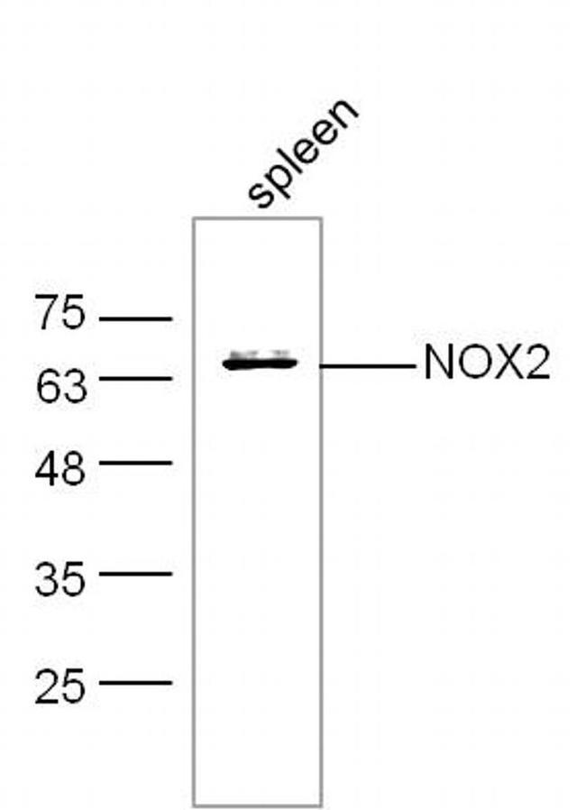 NOX2 Antibody in Western Blot (WB)