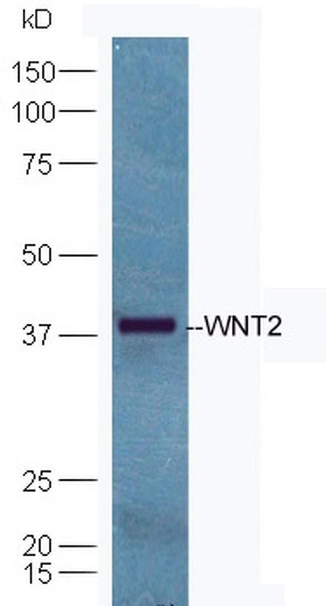 WNT2 Antibody in Western Blot (WB)