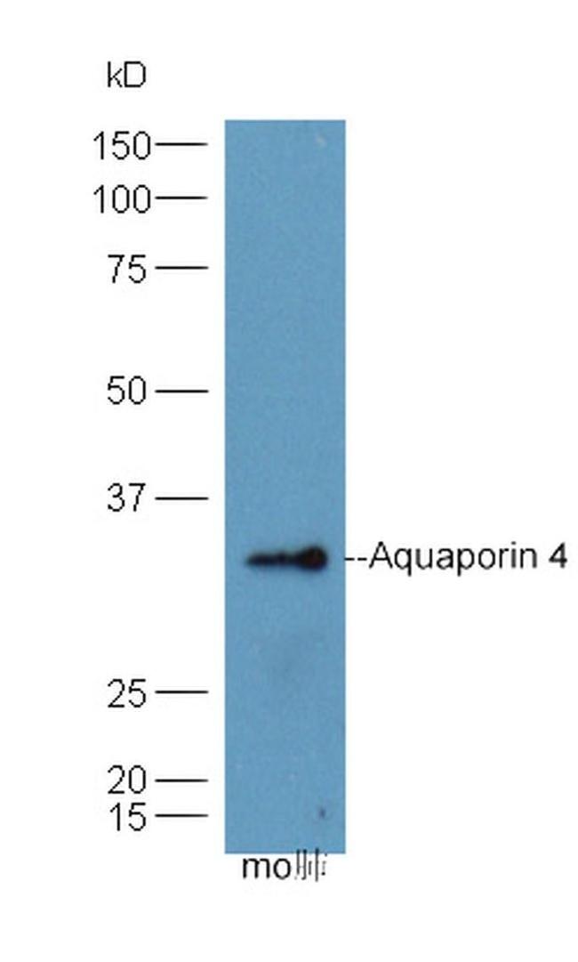 Aquaporin 4 Antibody in Western Blot (WB)