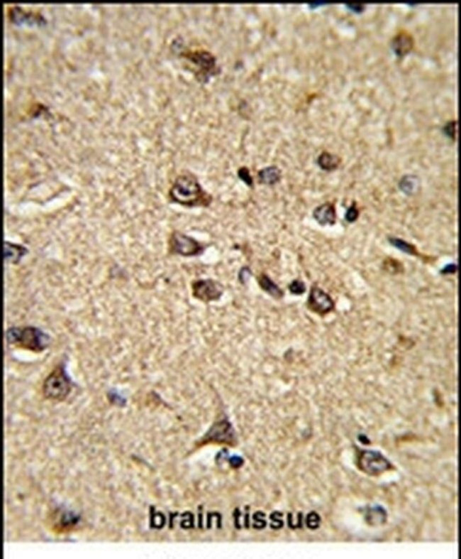 RASIP1 Antibody in Immunohistochemistry (IHC)