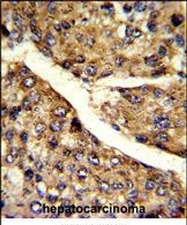 FMO3 Antibody in Immunohistochemistry (IHC)