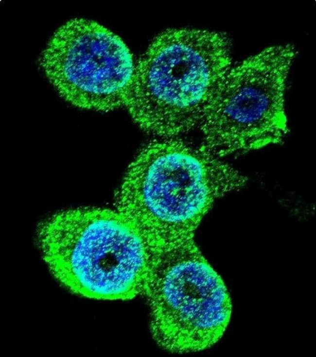GALE Antibody in Immunocytochemistry (ICC/IF)
