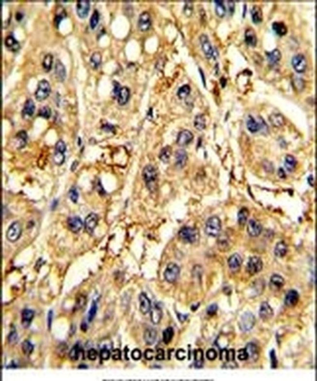 SFRP5 Antibody in Immunohistochemistry (IHC)