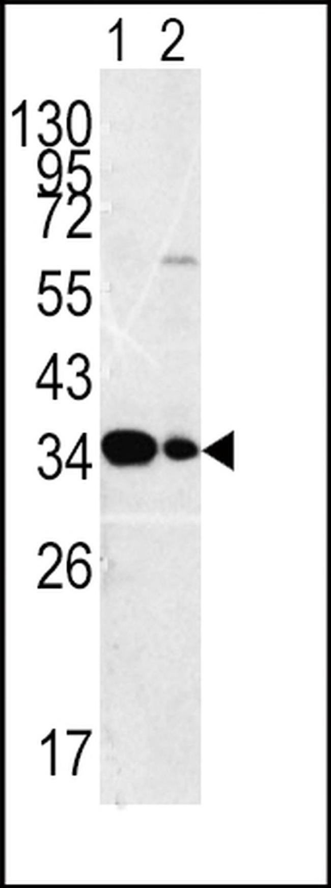 MPST Antibody in Western Blot (WB)