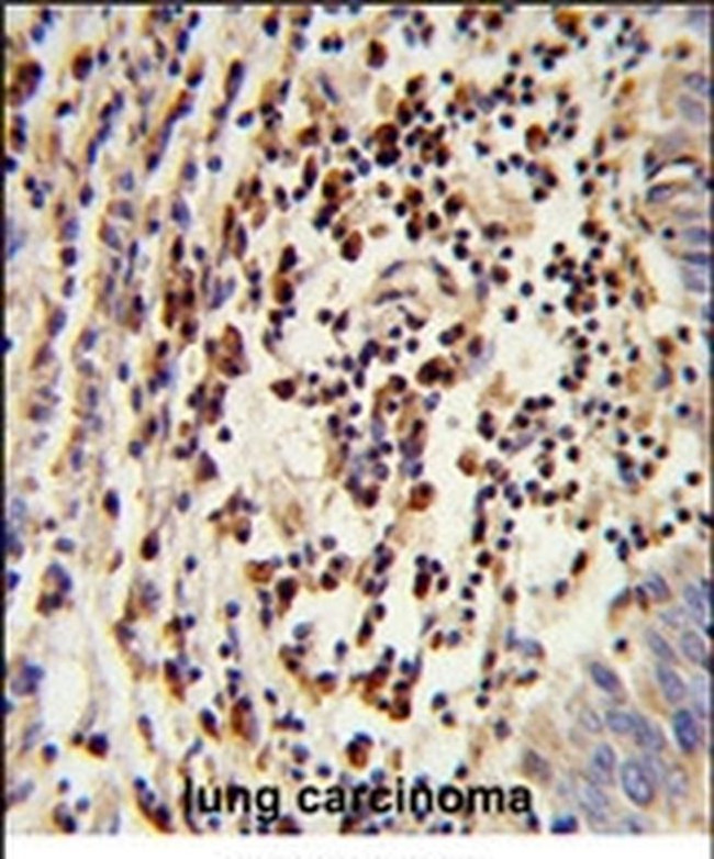 MOSC2 Antibody in Immunohistochemistry (IHC)